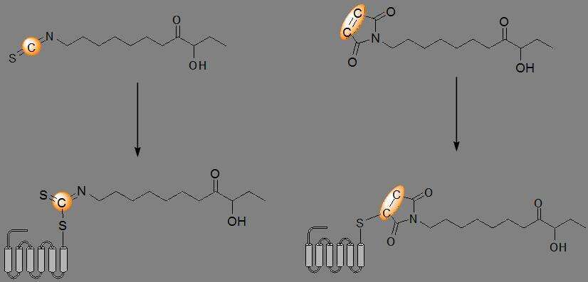 electrophilic probe covalently binds the cystein residue in the receptor
